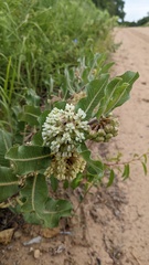 Asclepias arenaria
