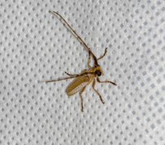 Holoaerenica multipunctata