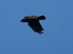 Corvus ossifragus