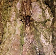 Dicranopalpus larvatus