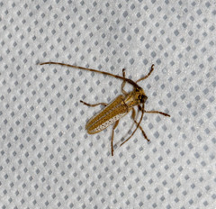 Holoaerenica multipunctata