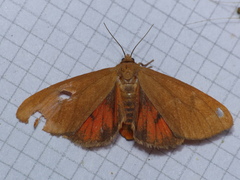 Virbia opella