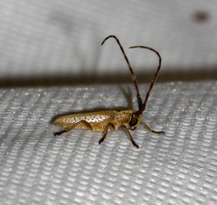 Holoaerenica multipunctata