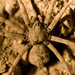 Dusty Desert Spiders - Photo (c) Ken-ichi Ueda, some rights reserved (CC BY), uploaded by Ken-ichi Ueda
