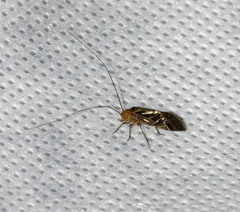 Cerastipsocus