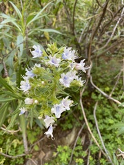 Echium decaisnei image