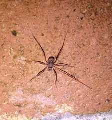 Dicranopalpus larvatus