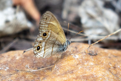 Pharneuptychia
