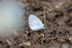 Eurema elathea