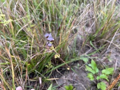Praxelis clematidea