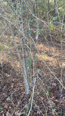 Ligustrum quihoui