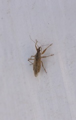Nabis punctipennis