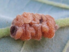 Andricus nigricens