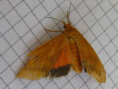 Virbia aurantiaca