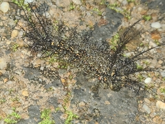 Pseudautomeris