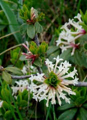 Daphne glomerata