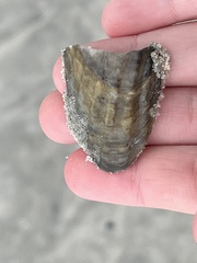 Cyrtopleura costata