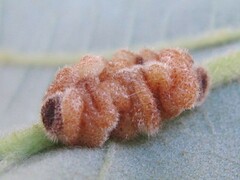 Andricus nigricens
