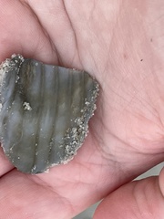 Cyrtopleura costata