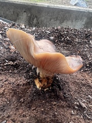 Clitocybe brunneocephala