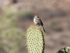 Spizella atrogularis