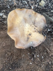 Clitocybe brunneocephala