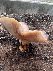 Clitocybe brunneocephala