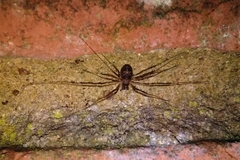 Dicranopalpus larvatus