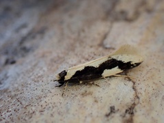 Thallostoma eurygrapha