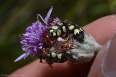 Enoclerus triplagiatus