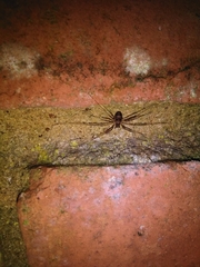 Dicranopalpus larvatus