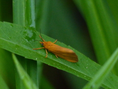 Virbia aurantiaca