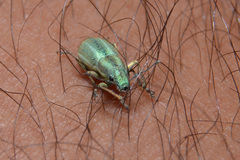 Naupactus auripes