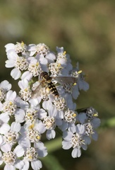 Toxomerus vertebratus