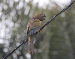 Cyanoliseus patagonus