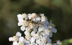 Toxomerus vertebratus