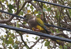 Cyanoliseus patagonus