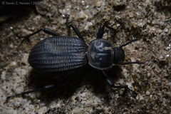 Scotobius muricatus