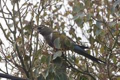 Cyanoliseus patagonus