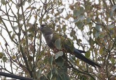 Cyanoliseus patagonus