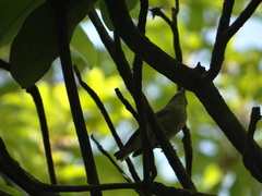 Helmitheros vermivorum