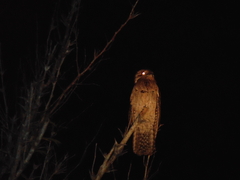Nyctibius jamaicensis