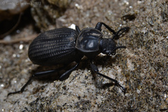 Scotobius muricatus