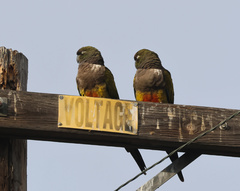 Cyanoliseus patagonus