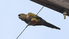 Cyanoliseus patagonus