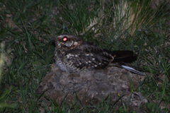 Hydropsalis torquata