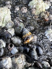 Littorina scutulata