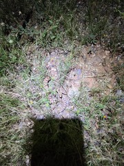 Pituophis catenifer affinis