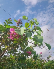 Lagerstroemia speciosa