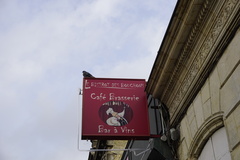 Columba livia domestica